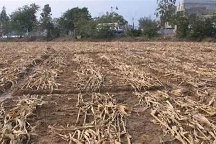种植萝卜有哪些具体方法,用什么肥料合适