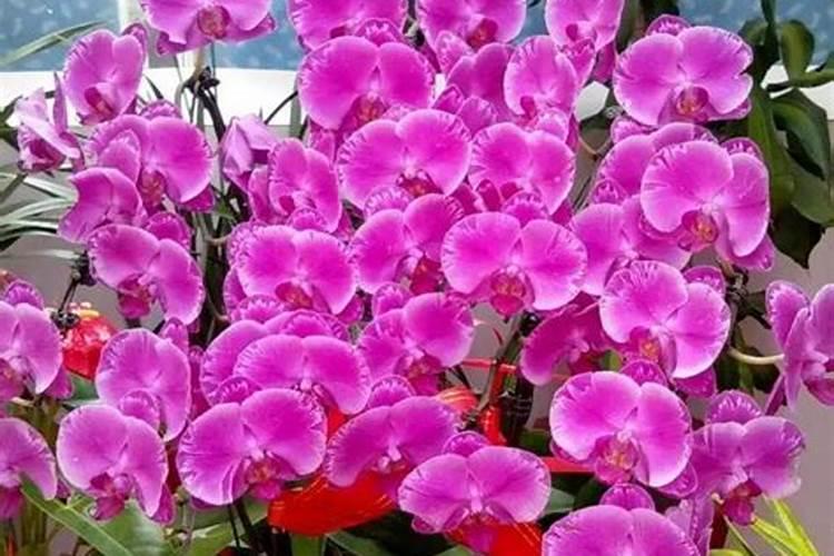 种植玫瑰花对土壤的要求有什么？
