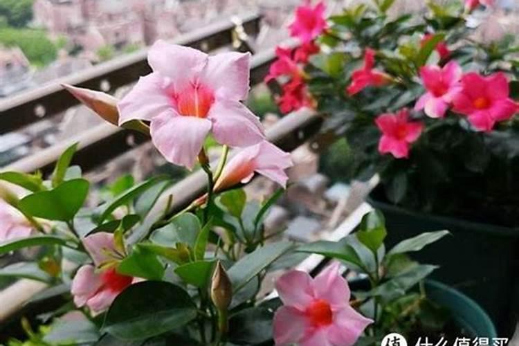 石竹用什么肥料