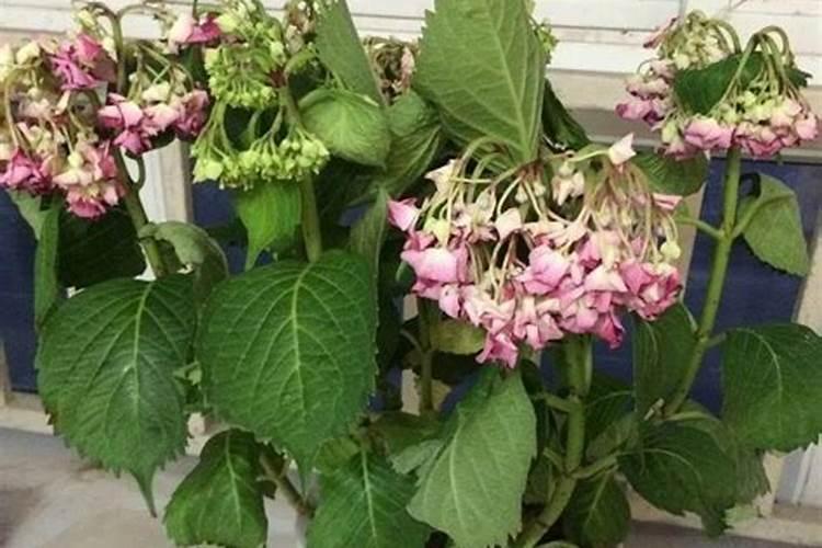 花卉施肥后需要立刻浇水吗