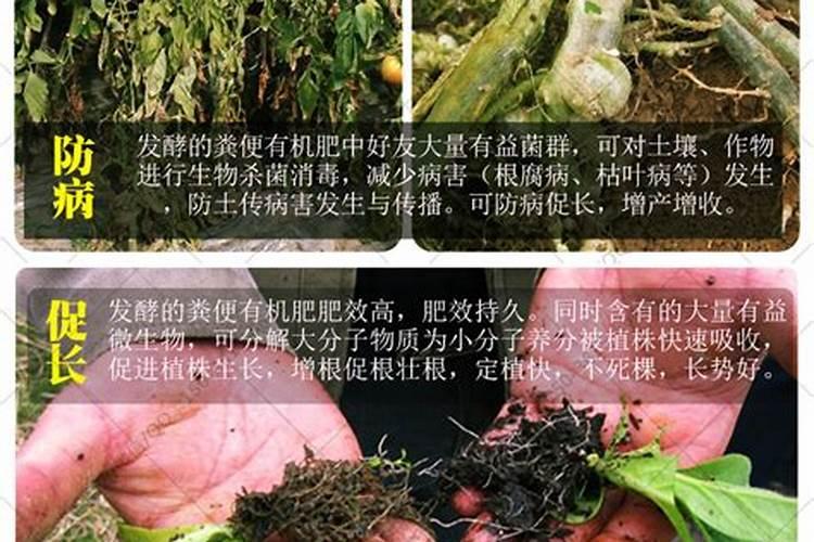 小丽花摘心打顶时间与方法