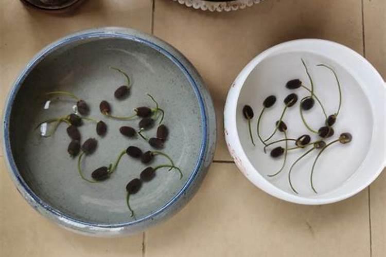 碗莲出芽后施肥花卉百科