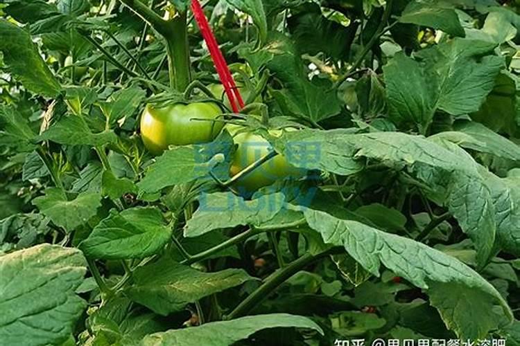 昙花花肥用什么合适,肥料制作与使用方法