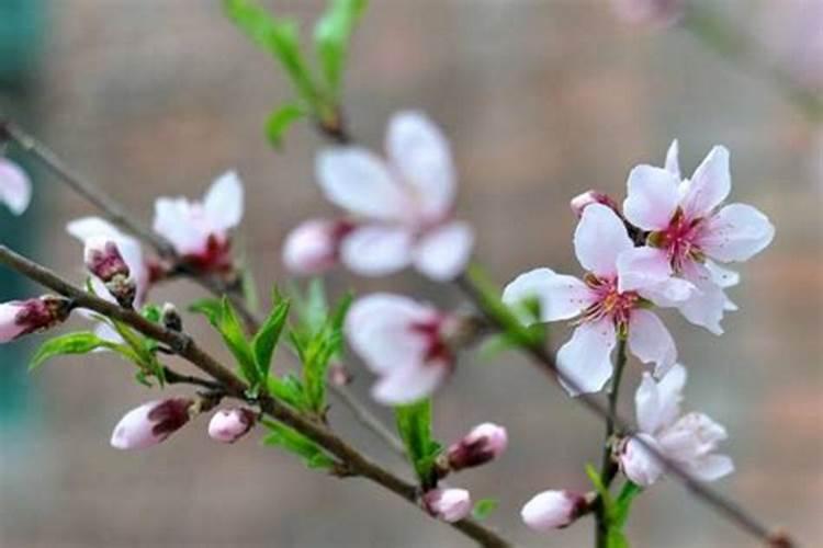 芸苔素在桃树花前喷施什么时间好？