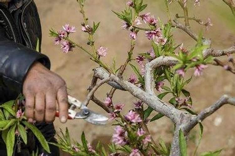 桃树花期打什么药 有意坐果