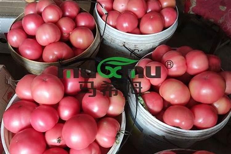 番茄能用腐殖酸低氯肥料吗