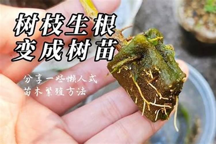 中药材生根肥哪个牌子好？中药材用什么肥料可以生根？