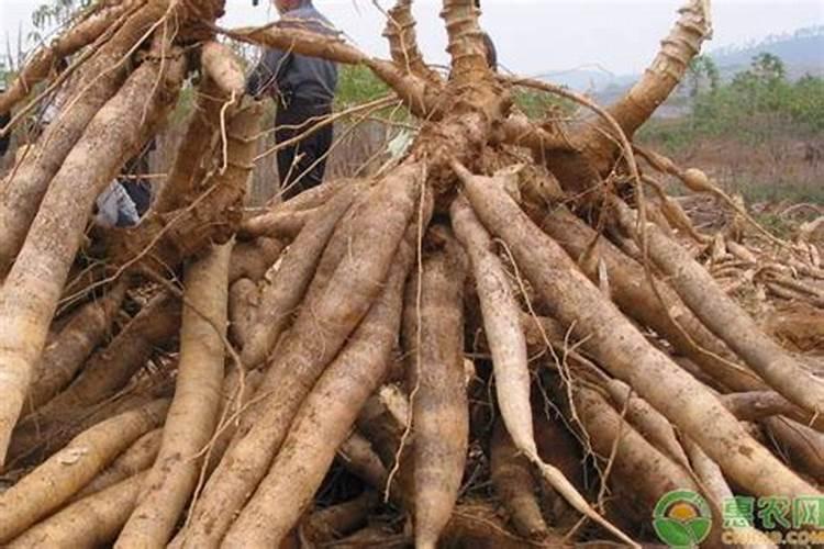 植物叶子用什么肥料能变大变厚？