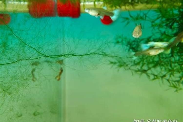 四季茶花的养殖方法 四季茶花怎么养护