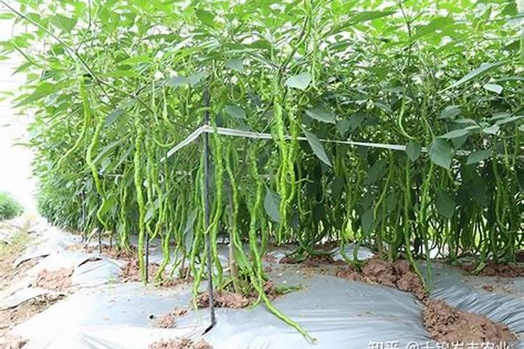 ...芸苔素,磷酸二氢钾,高效氯氟氰菊酯,能一起用吗？