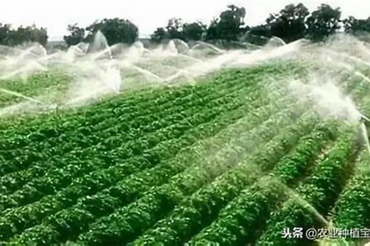 水溶肥复合肥烧根吗