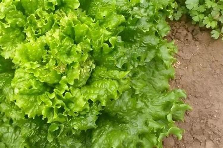 生菜在什么阶段追肥比较好？用哪种肥料？