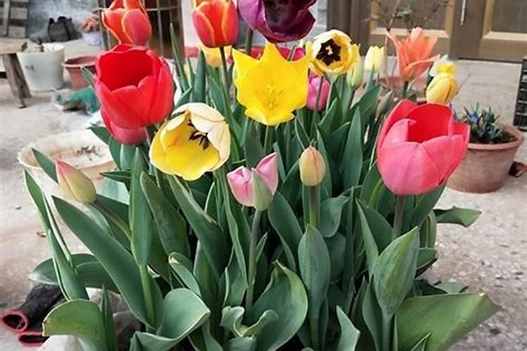 郁金香什么时候施肥 郁金香花后如何施肥
