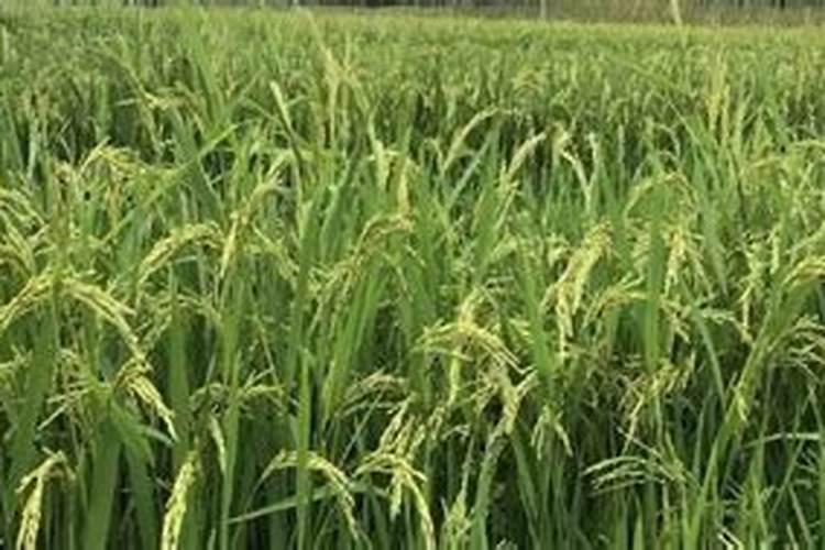 家庭种植生菜一般生长到多大施肥