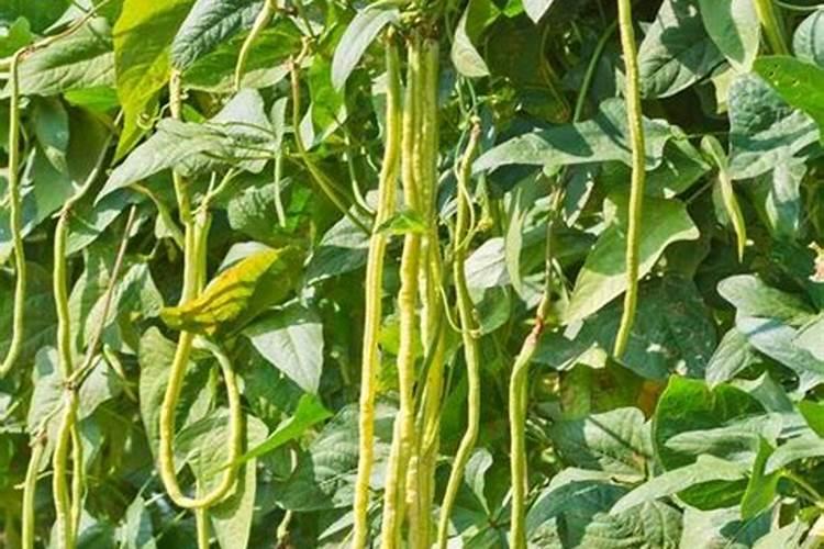 有没有知道,郑州地区地膜覆盖的豆角是什么时候种植的,