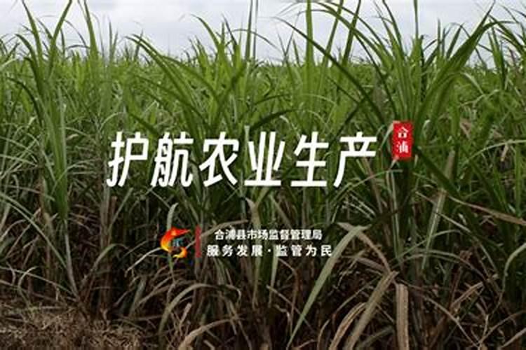 罗布泊硫酸钾镁肥,土壤改良剂