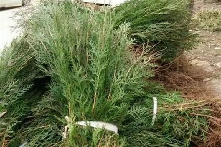 种植油菜为什么要施硼肥 油菜啥时候施硼肥好