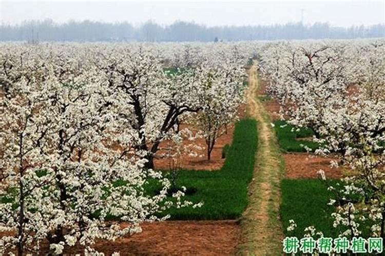 梨树花前花后喷什么农药