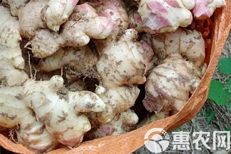 农家乐生姜肥使用效果展示