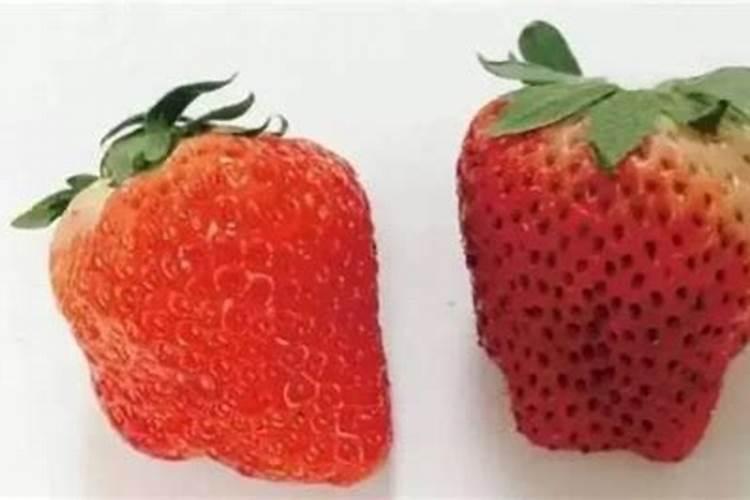 草莓用什么肥料果子又大又甜
