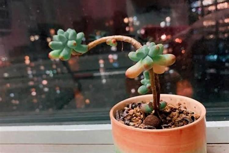 花生叶面肥用什么高产 什么时候施肥好