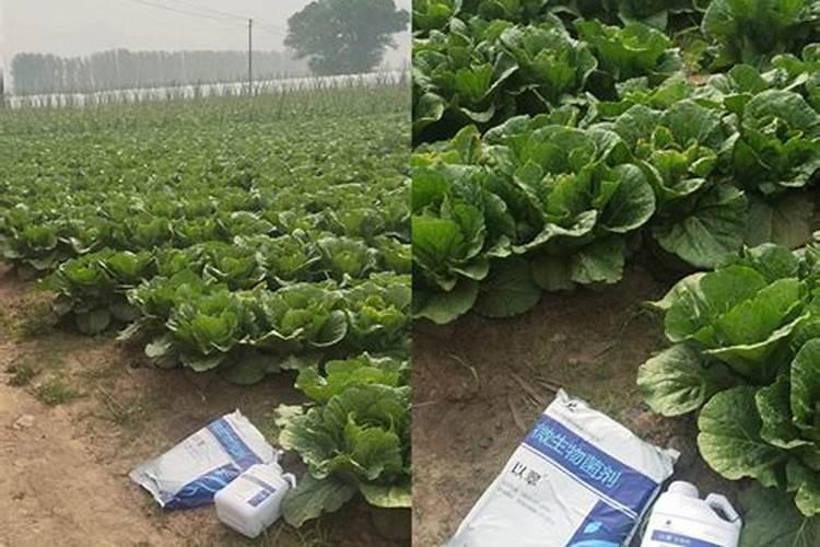 种大白菜用啥肥最好