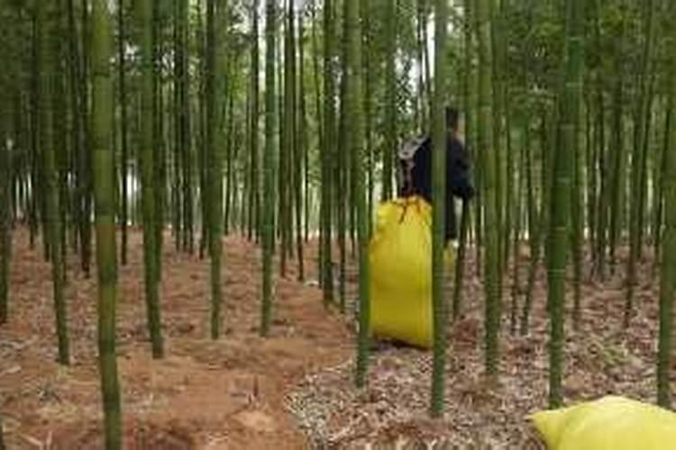 毛竹如何上肥