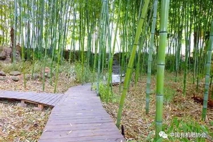 竹子施肥用什么肥料