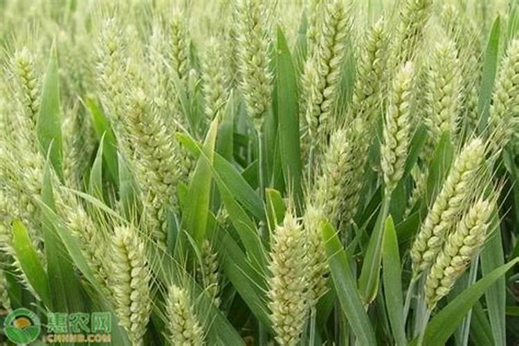 贡菜怎么种植最好