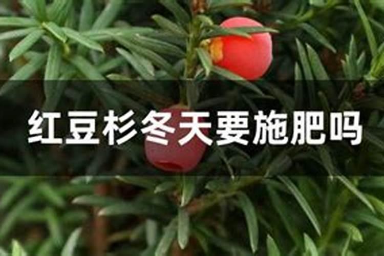 红豆杉适合施什么肥？