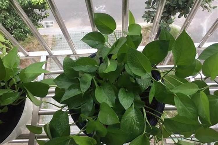 甜菜根怎么种植