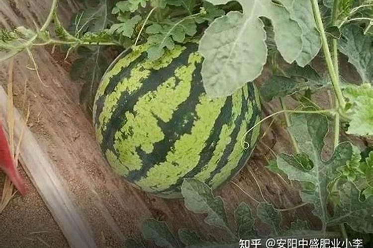西瓜施什么肥料最好