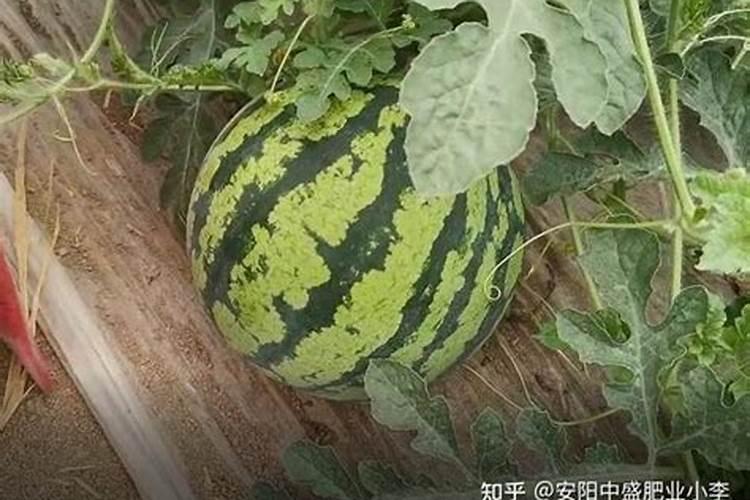 西瓜最忌三种肥料