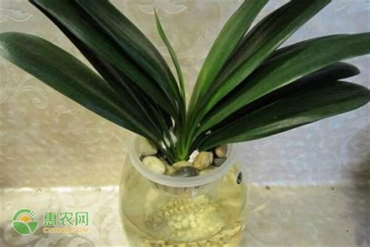 大葱后期施什么肥料好 注意事项有哪些