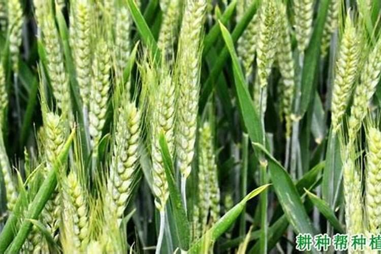 磷酸二氢钾在小麦种植上,什么时候使用最好？