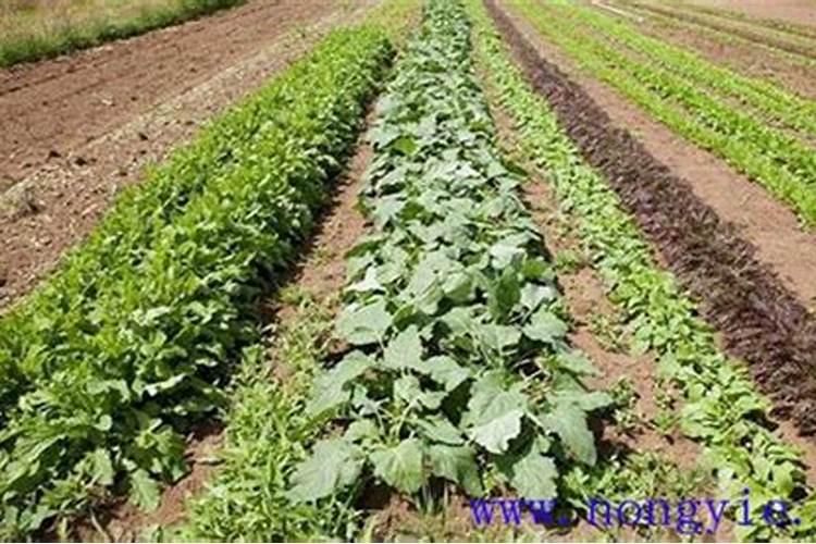 施用微量元素肥料有哪些方法