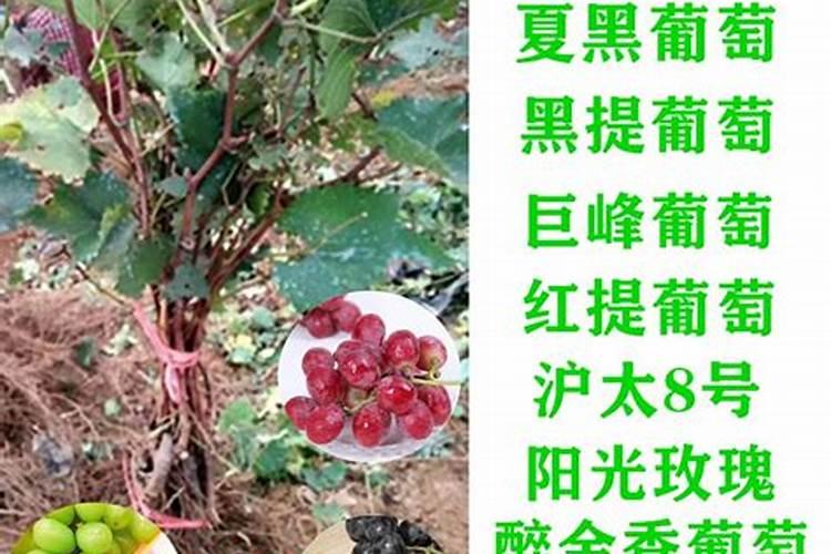 香菜出苗后死苗是咋回事,应该喷使什么药