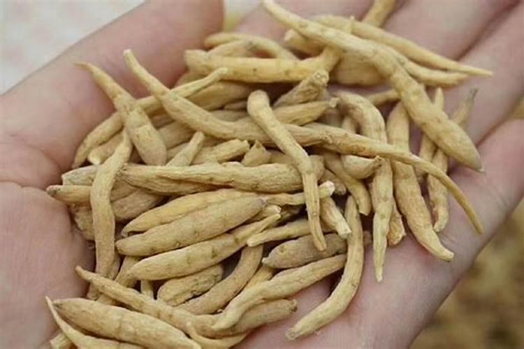 小麦芽怎么种？
