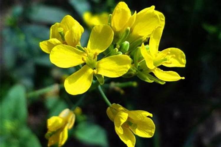 河北桂花有机肥有限公司怎么样？