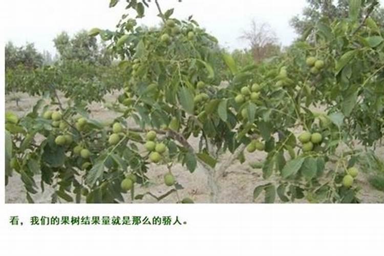 核桃用什么肥料