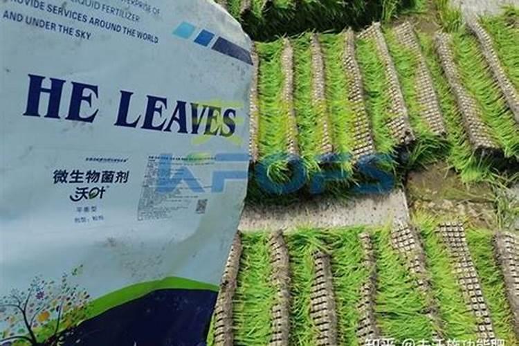 怎样提高钙镁磷肥的使用效果？
