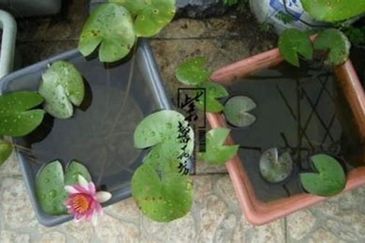 家养盆栽睡莲种植方法,固定睡莲茎梗水淹没叶子