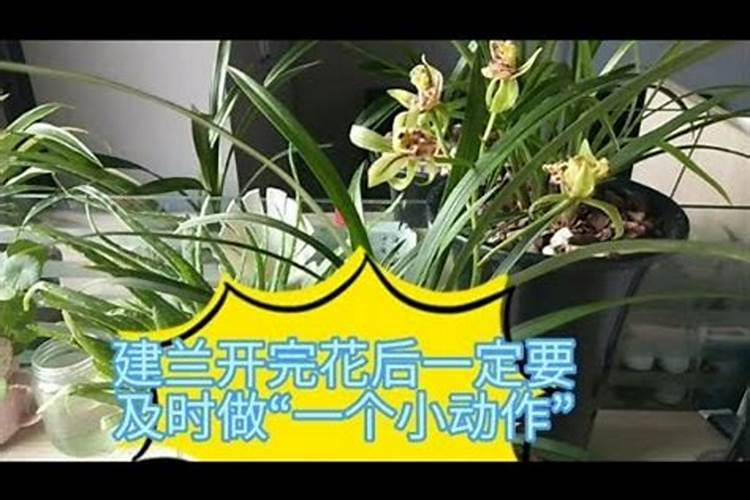 建兰怎么施肥 建兰如何施肥