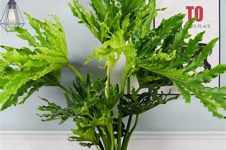 育的花菜白菜包菜苗出土后多少天可打点叶面肥？