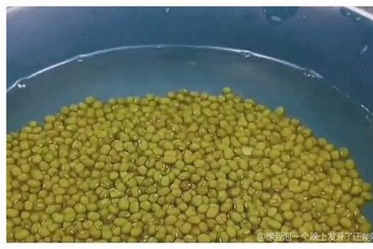 过期绿豆能不能做花肥
