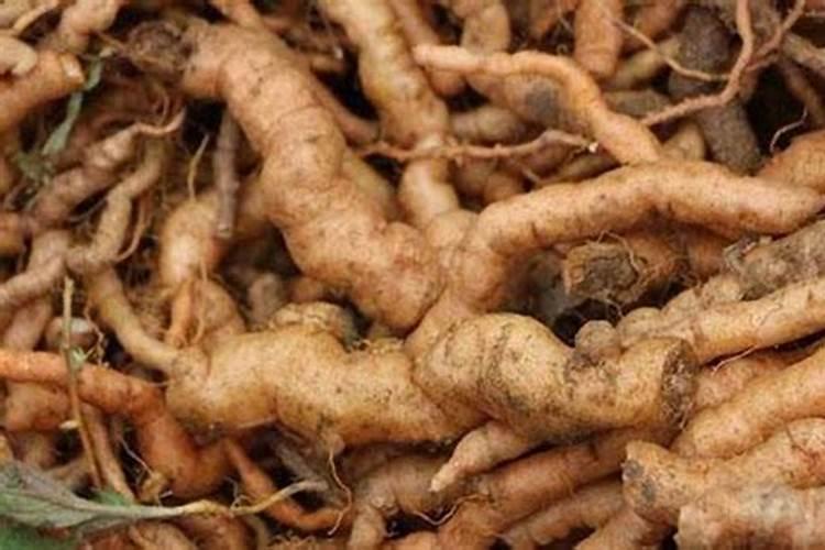 生地黄种植技术和方法？