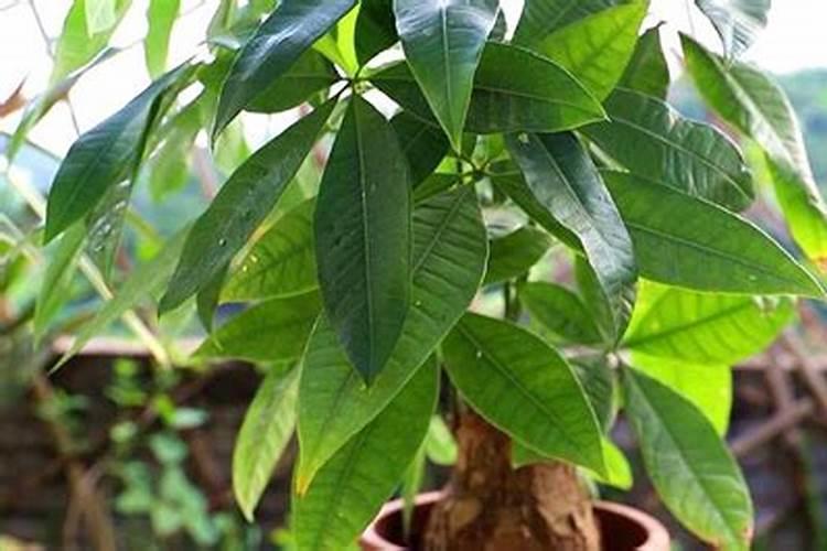 西葫芦种植时间,种植技术,管理方法