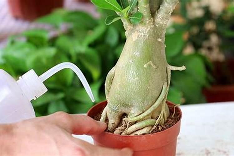 沙漠玫瑰怎么养护根壮花更多