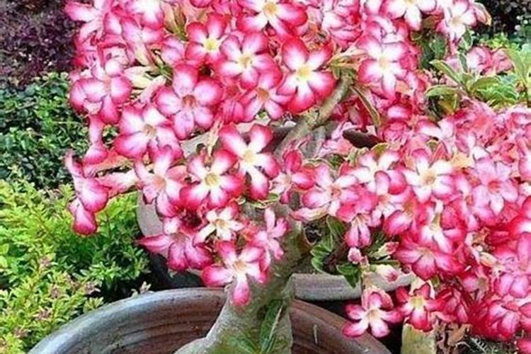 葡萄成熟时每棵成年树需多少钾肥