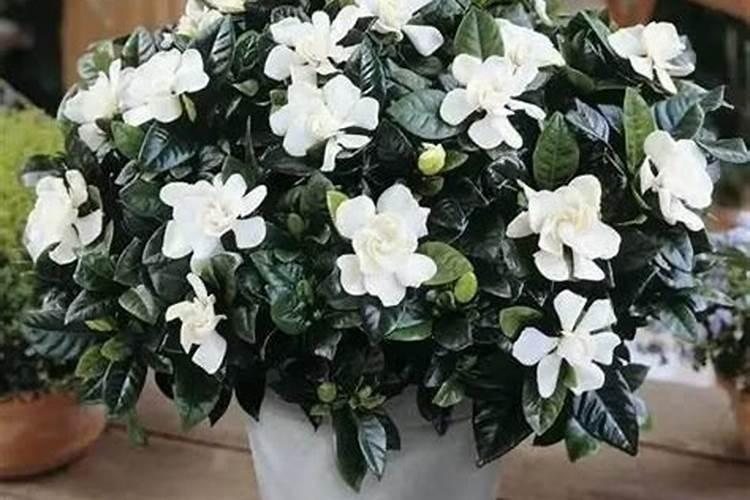 茶花有花苞能喷磷酸二氢钾吗